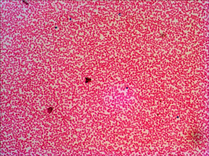 EAN 0611901511085 - Levenhuk N38 NG Vidrio Portaobjetos de microscopio imagen 6