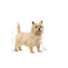 EAN 3182550894104 - Royal Canin Mini Light Weight Care 3 kg Adulto Vegetal imagen 2