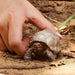 EAN 4055744033667 - schleich Vida Salvaje 14824 figura de juguete para niños imagen 2