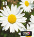 EAN 8715946638850 - Epson Daisy C13T18064511 cartucho de tinta 1 pieza(s) Original Rendimiento estándar Negro, Cian, Magenta, imagen 1