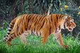 EAN 4005086147294 - schleich Vida Salvaje 14729 figura de juguete para niños imagen 2
