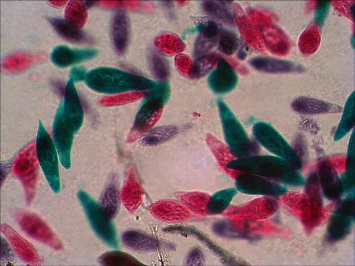 EAN 611901511061 - Levenhuk N18 NG preparatenset Vidrio Portaobjetos de microscopio imagen 3