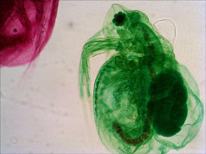 EAN 611901511061 - Levenhuk N18 NG preparatenset Vidrio Portaobjetos de microscopio imagen 5