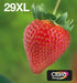 EAN 8715946656700 - Epson Strawberry C13T29964511 cartucho de tinta 1 pieza(s) Original High (L) Yield Negro, Cian, Magenta,  imagen 1