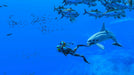 EAN 45496511838 - Nintendo Endless Ocean Luminous Estándar Italiano Nintendo Switch imagen 3