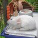 EAN 8010690101606 - Ferplast Rabbit 120 Conejo Azul imagen 6