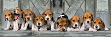 EAN 8005125394357 - Clementoni 39435 puzzle Puzzle rompecabezas 1000 pieza(s) Animales imagen 2