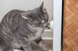 EAN 4011905422428 - TRIXIE 42242 juguete para perro y gato imagen 9