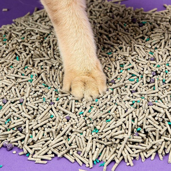 EAN 6973293800630 - PETKIT PKCL04 imagen 2