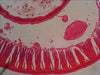 EAN 611901511061 - Levenhuk N18 NG preparatenset Vidrio Portaobjetos de microscopio imagen 4