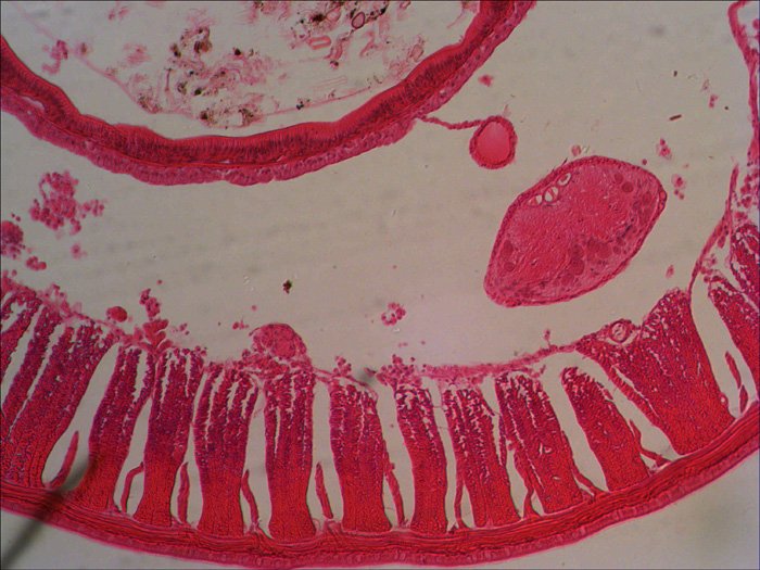 EAN 0611901511085 - Levenhuk N38 NG Vidrio Portaobjetos de microscopio imagen 4