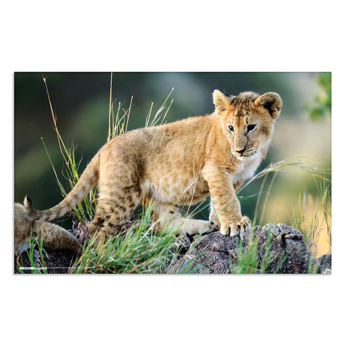 EAN 4008705936347 - HERMA Schreibunterlage Afrika Tiere protector de escritorio Cartón Multicolor imagen 3