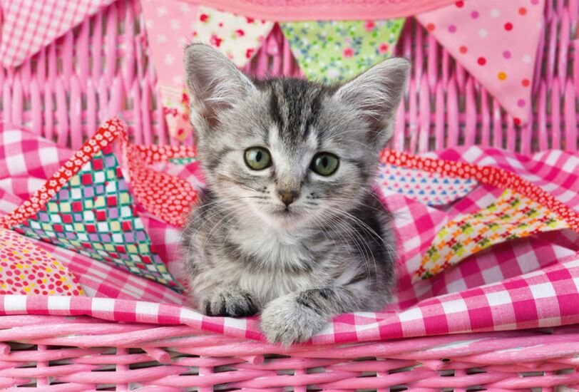 EAN 4001504563615 - Schmidt Spiele 56361 puzzle Puzzle rompecabezas 48 pieza(s) Animales imagen 3