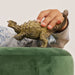 EAN 4059433011844 - schleich Dinosaurs 15023 figura de juguete para niños imagen 2