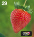 EAN 8715946638874 - Epson Strawberry C13T29864511 cartucho de tinta 1 pieza(s) Original Rendimiento estándar Negro, Cian, Mag imagen 1