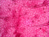EAN 611901511061 - Levenhuk N18 NG preparatenset Vidrio Portaobjetos de microscopio imagen 8