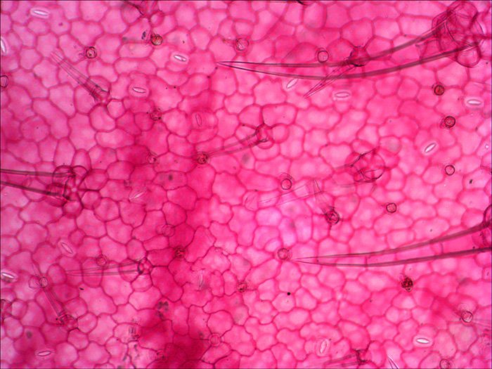 EAN 611901511061 - Levenhuk N18 NG preparatenset Vidrio Portaobjetos de microscopio imagen 8