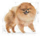 EAN 3182550908450 - Royal Canin Pomeranian Adult 1,5 kg Adulto imagen 3