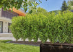 EAN 4066407003033 - Gardena 13503-20 manguera de jardín 25 m Bajo tierra Negro imagen 3