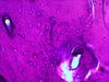 EAN 611901511078 - Levenhuk N20 NG Vidrio Portaobjetos de microscopio imagen 6