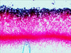 EAN 0611901511085 - Levenhuk N38 NG Vidrio Portaobjetos de microscopio imagen 9
