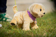 EAN 4001167842133 - BABY born My Dog Lucky with Box imagen 14