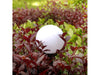 EAN 5902211105497 - Greenblue 46572 Alumbrado de sobremuro/pie para exterior LED imagen 8
