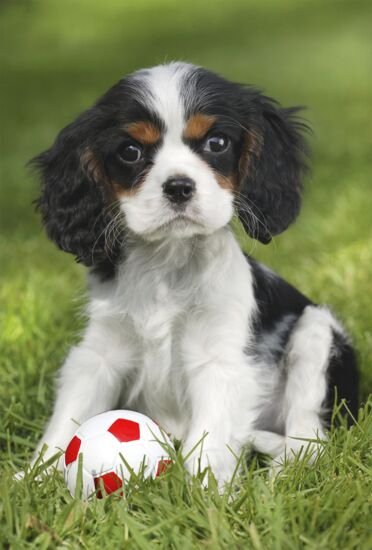 EAN 4001504563615 - Schmidt Spiele 56361 puzzle Puzzle rompecabezas 48 pieza(s) Animales imagen 2