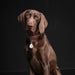 EAN 5999566451010 - Tickless PET Gato / Perro imagen 6