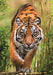 EAN 8005125371082 - Clementoni 37108 puzzle imagen 2