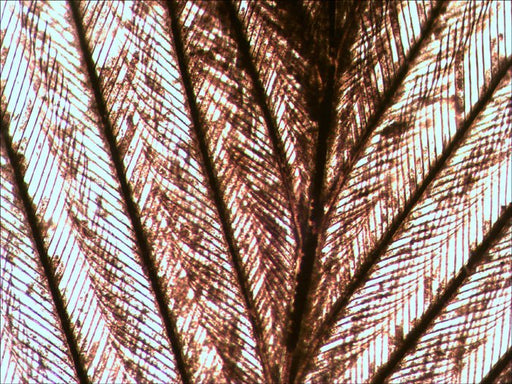 EAN 0611901511054 - Levenhuk N10 NG Vidrio Portaobjetos de microscopio imagen 2