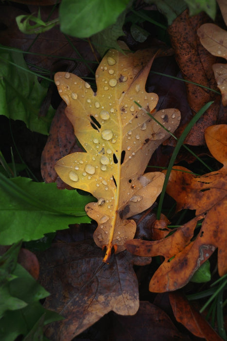 EAN 4549292205060 - Canon EOS R50, Black + RF-S 18-45 IS STM + RF-S 55-210mm F5-7.1 IS STM Kit MILC 24,2 MP CMOS 6000 x 4000  imagen 18