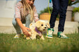 EAN 4001167842133 - BABY born My Dog Lucky with Box imagen 12