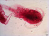 EAN 611901511061 - Levenhuk N18 NG preparatenset Vidrio Portaobjetos de microscopio imagen 2