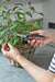 EAN 4066407003248 - Gardena 12212-30 tijeras de podar Negro, Azul imagen 7