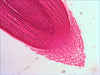 EAN 611901511061 - Levenhuk N18 NG preparatenset Vidrio Portaobjetos de microscopio imagen 6