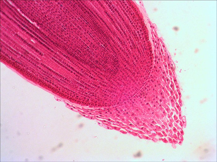 EAN 611901511061 - Levenhuk N18 NG preparatenset Vidrio Portaobjetos de microscopio imagen 6