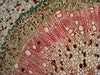 EAN 0611901511085 - Levenhuk N38 NG Vidrio Portaobjetos de microscopio imagen 8