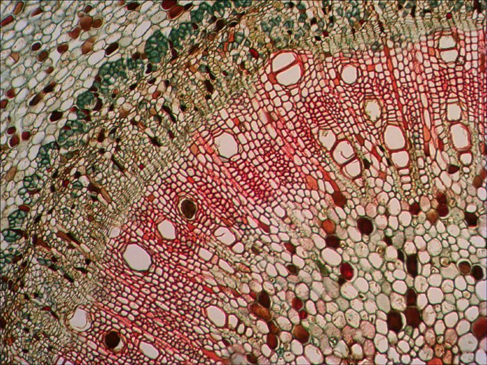 EAN 611901511061 - Levenhuk N18 NG preparatenset Vidrio Portaobjetos de microscopio imagen 7