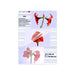 EAN 4030152091676 - Olympia 1x100 DIN A5 80 micron plastificador 100 pieza(s) imagen 1