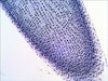 EAN 0611901511085 - Levenhuk N38 NG Vidrio Portaobjetos de microscopio imagen 11