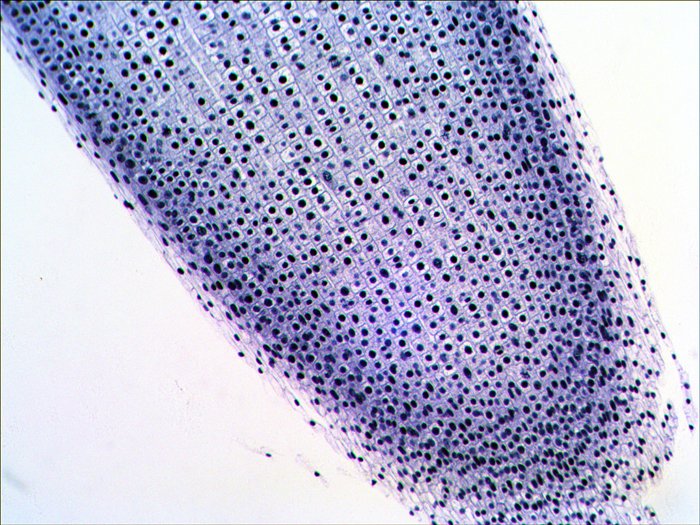 EAN 0611901511085 - Levenhuk N38 NG Vidrio Portaobjetos de microscopio imagen 11