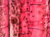 EAN 0611901511054 - Levenhuk N10 NG Vidrio Portaobjetos de microscopio imagen 4