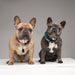 EAN 5999566451034 - Tickless PET Gato / Perro imagen 6