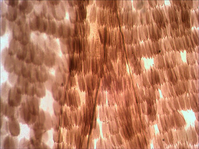 EAN 0611901511054 - Levenhuk N10 NG Vidrio Portaobjetos de microscopio imagen 5