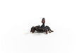 EAN 4059433364902 - schleich Vida Salvaje 14857 figura de juguete para niños imagen 6