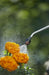 EAN 4078500051156 - Gardena 11130-20 rociador de jardín Pulverizador de mochila 5 L imagen 4