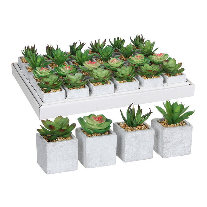 Pack De 24 Unidades - Suculenta Verde Modelos Surtidos. 4 Modelos Diferentes. Precio Por Unidad